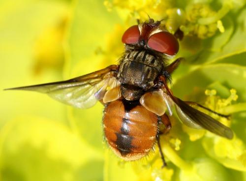 Ectophasia leucoptera