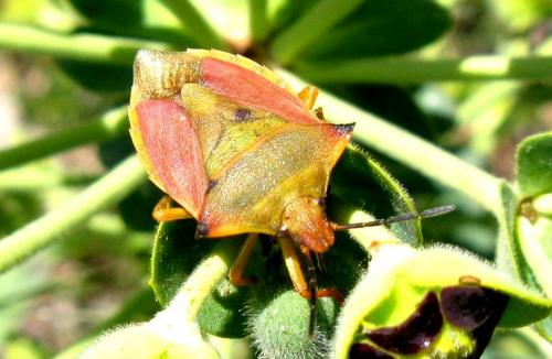 Réf. 31 010 : Carpocoris fuscispinus