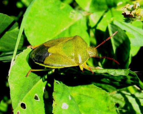 Réf. 31 214 : Piezodorus lituratus