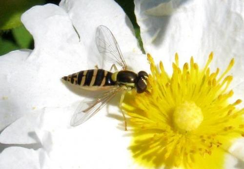 Sphaerophoria sp.