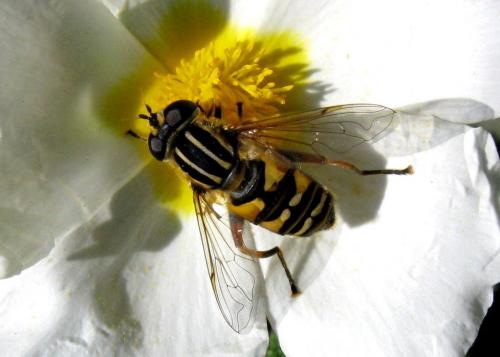 Helophilus pendulus