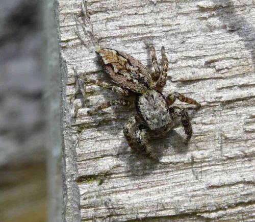 Marpissa muscosa