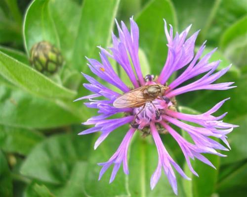 Rhingia campestris