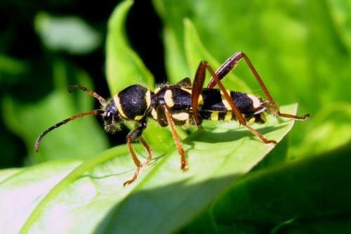 Clytus arietis