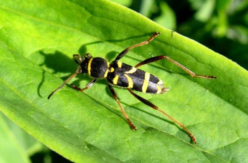 Réf. 31 398 : Clytus arietis