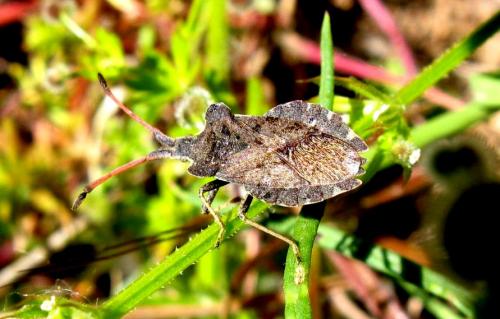 Réf. 31 392 : Enoplops scapha