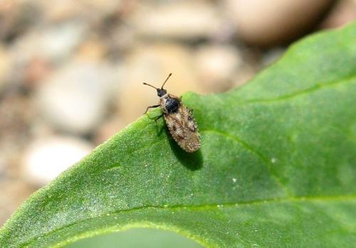 Dictyla echii