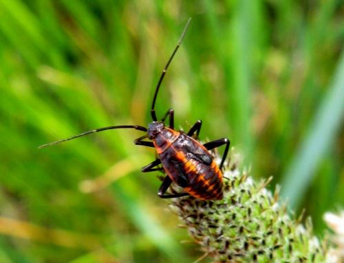 Calocoris nemoralis