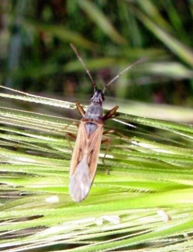 Réf. 31 497 : Paromius gracilis