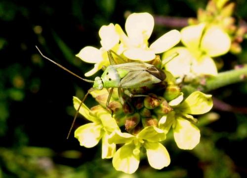 Closterotomus norwegicus