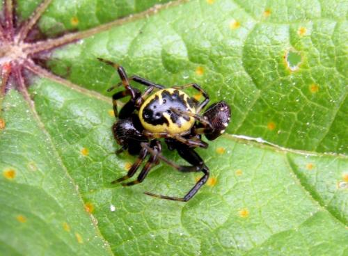 Réf. 31 649 : Synema globosum