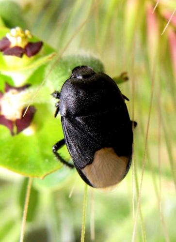 Réf. 31 650 : Cydnus aterrimus