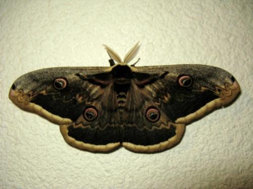Réf. 31 694 : Saturnia pyri