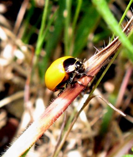Réf. 31 796 : Coccinella sp.