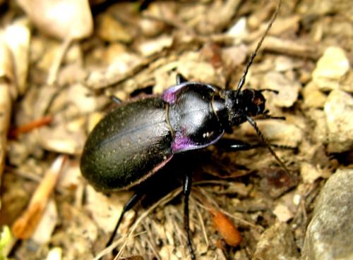 Carabus nemoralis