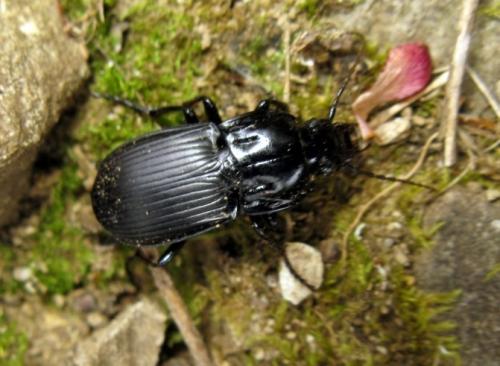 Réf. 31 798 : Abax parallelepipedus