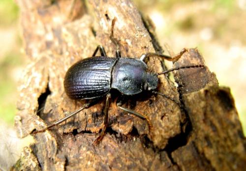 Réf. 31 800 : Helops caeruleus