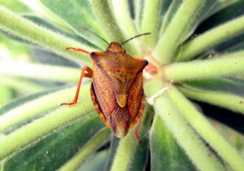 Carpocoris mediterraneus atlanticus