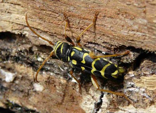 Plagionotus arcuatus