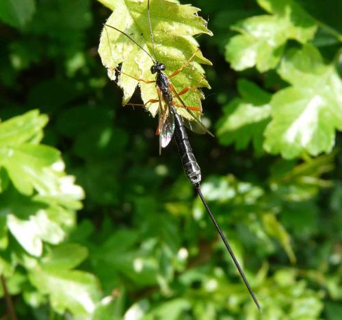 Réf. 31 707 : Rhyssella approximator