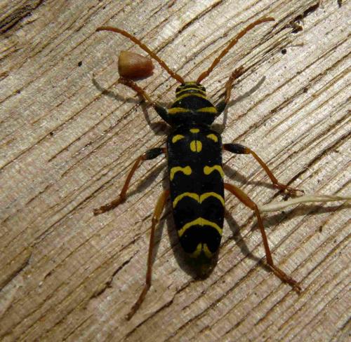 Plagionotus arcuatus