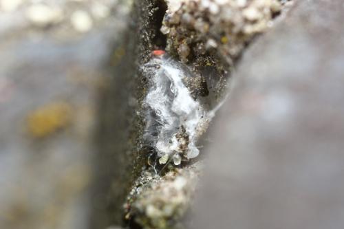 Salticus scenicus