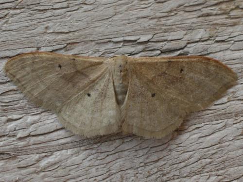 Réf. 31 061 : Idaea degeneraria