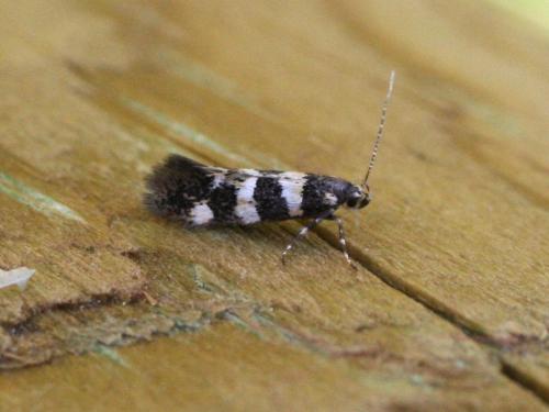 Denisia sp.