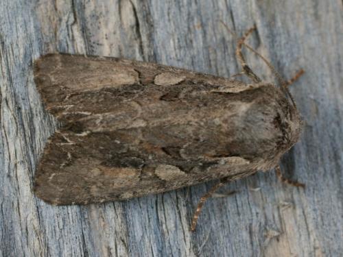 Réf. 31 257 : Lacanobia suasa