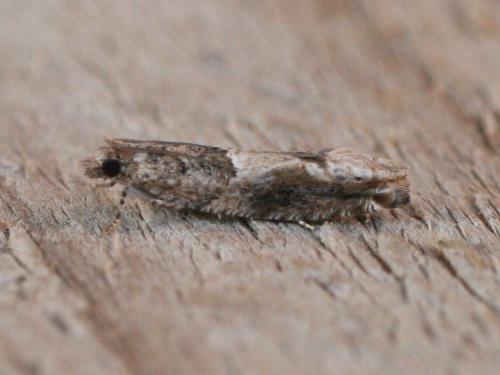 Réf. 31 460 : Crocidosema plebejana
