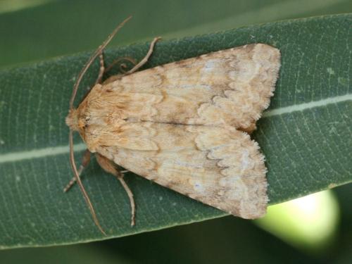 Conisania sp.