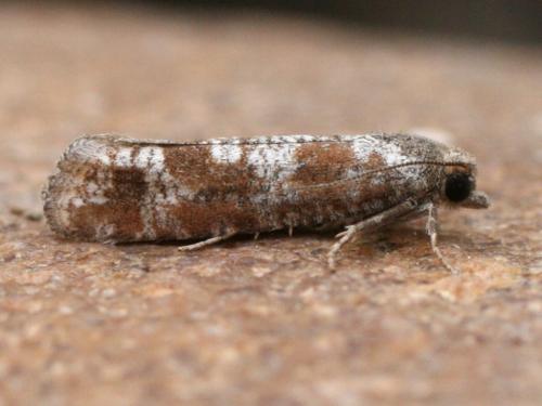 Rhyacionia maritimana