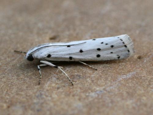 Myelois circumvoluta