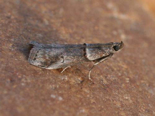 Réf. 31 748 : Acrobasis obliqua