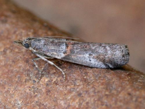 Réf. 31 749 : Acrobasis obliqua