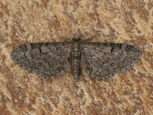 Eupithecia ultimaria