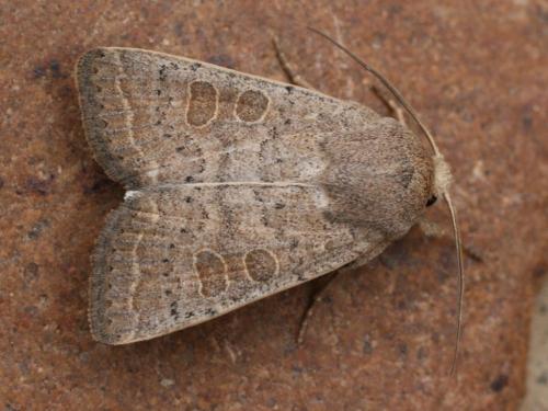 Hoplodrina ambigua