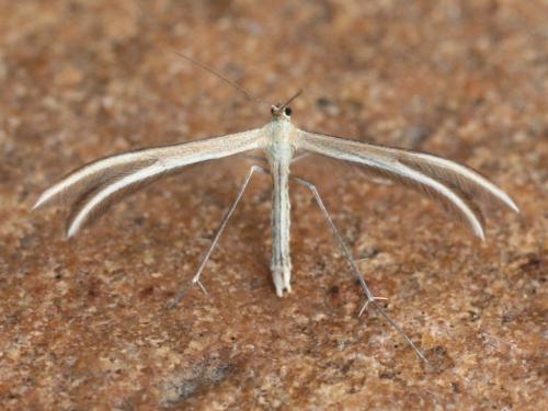 Réf. 31 959 : Merrifieldia leucodactyla