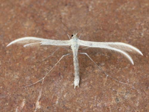 Réf. 31 960 : Merrifieldia sp.