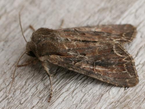 Réf. 31 886 : Lacanobia suasa