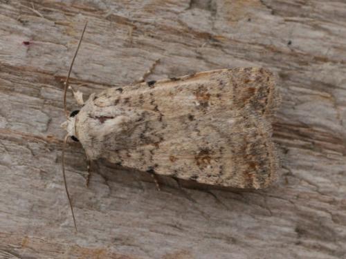 Caradrina clavipalpis