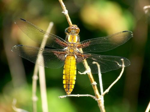 Réf. 31 934 : Libellula depressa