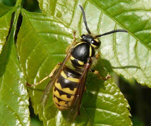 Réf. 31 566 : Vespula vulgaris