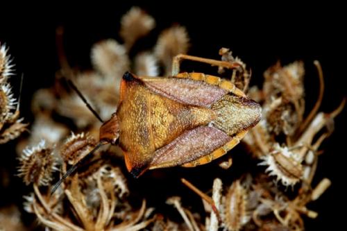 Réf. 31 215 : Carpocoris mediterraneus atlanticus