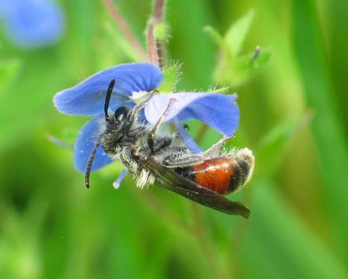 Andrena labiata