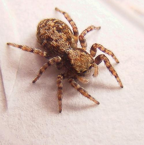 Pseudeuophrys lanigera
