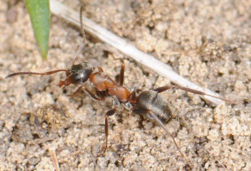 Réf. 31 349 : Formica sp.