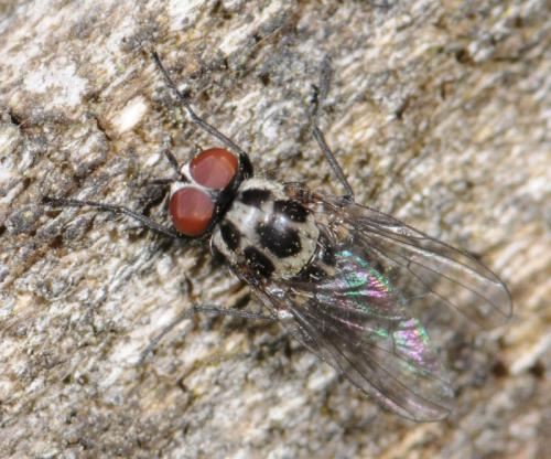 Anthomyia sp.