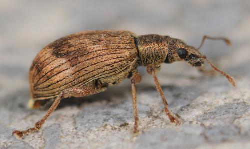 Réf. 31 327 : Polydrusus tereticollis