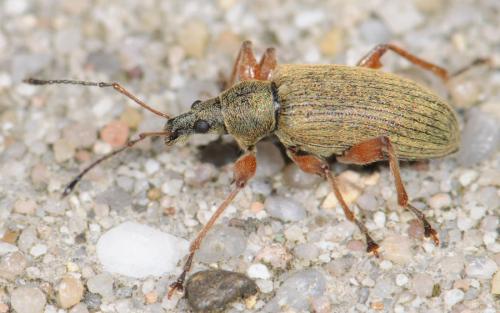 Phyllobius glaucus